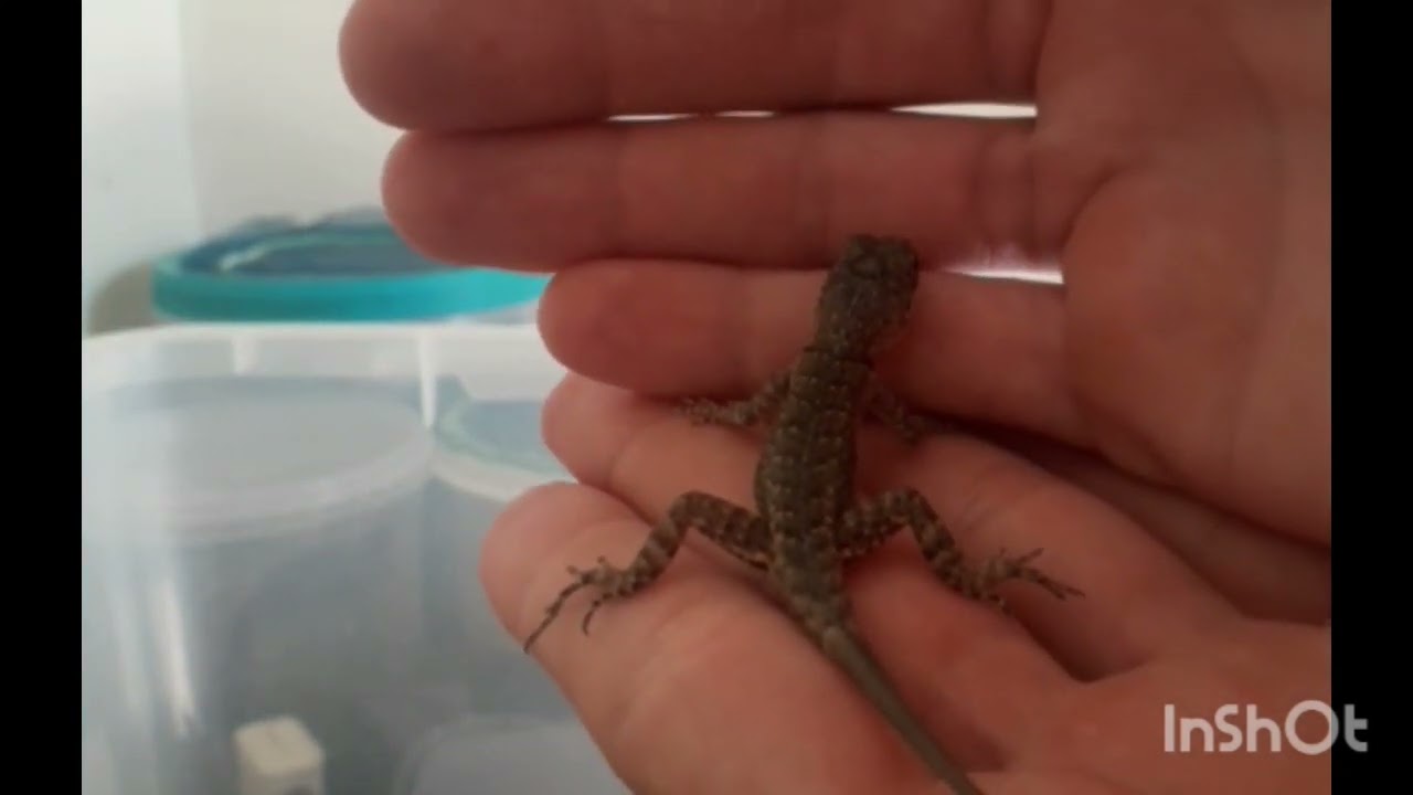 Manejo dos calangos tropidurus hispidus macho e fêmea filhotes cuidados necessários.