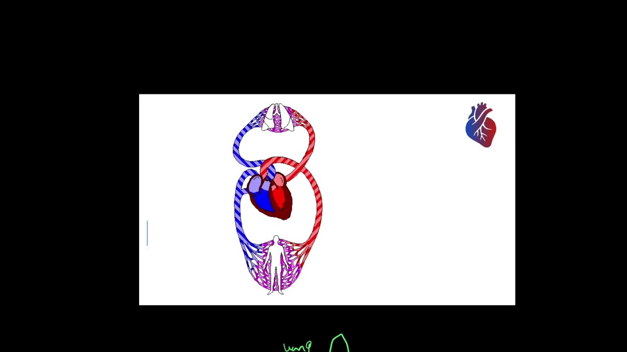 Lecture 1 Intro to circulatory system
