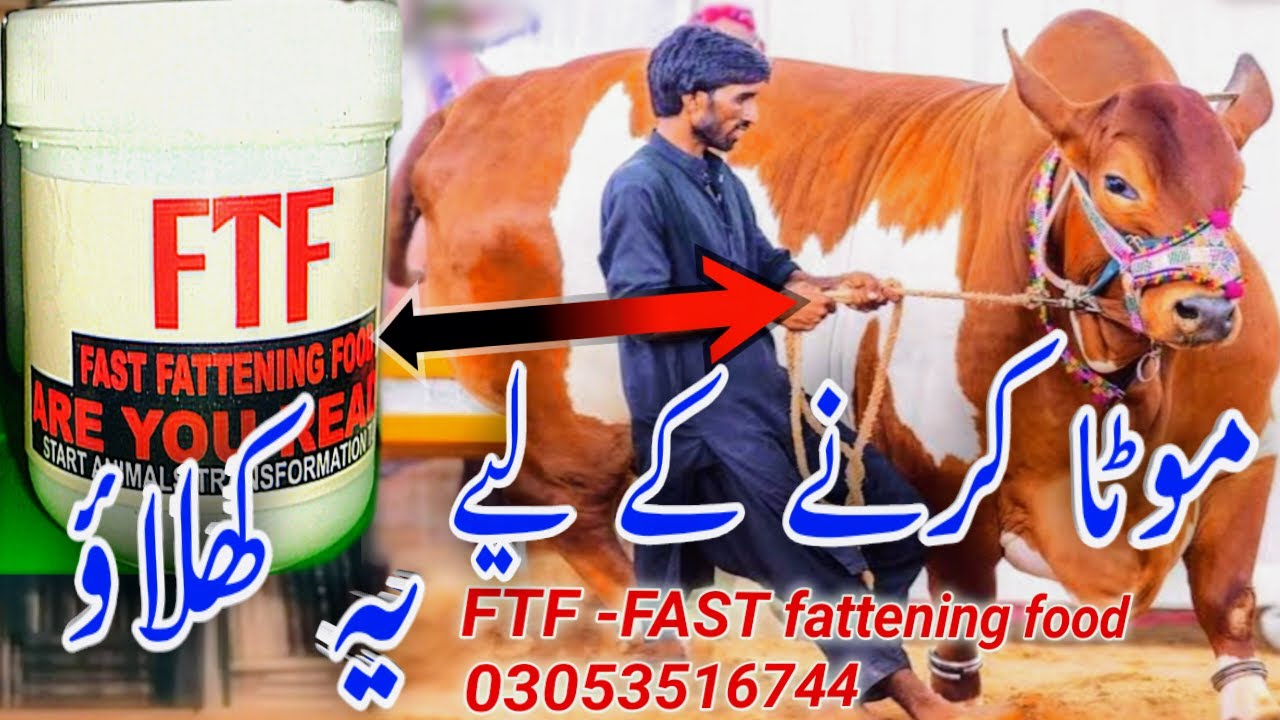 Wachy, Bull, Katty, Goat, Bakre, Gousht, WEIGHT, MOTA  Badhane Ki medicine | FTF Fast fattening food