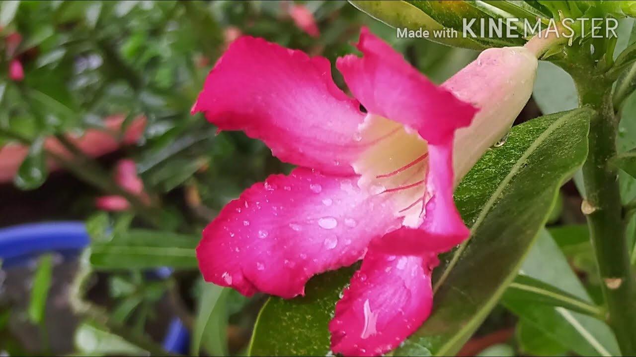 Adenium Flower | Beautiful Adenium Flowers | Adenium Plant