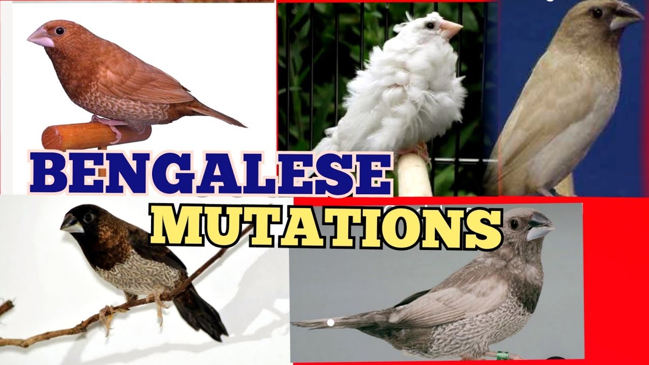 SOCIETY OR BENGALESE FINCH MUTATIONS.