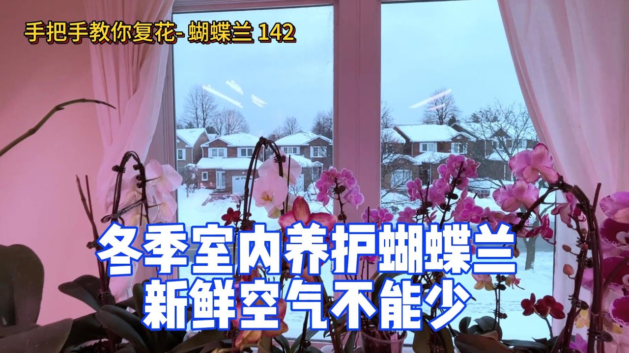 手把手教你复花- 蝴蝶兰 142 冬季室内养护蝴蝶兰 - 新鲜空气不能少