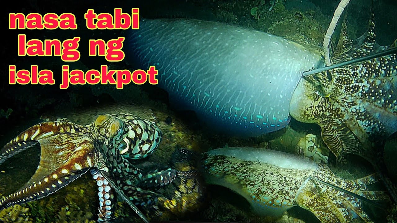 ep432 Dive2.malalaking Colambotan at pugita nasa tabi lang ng isla jackpot.