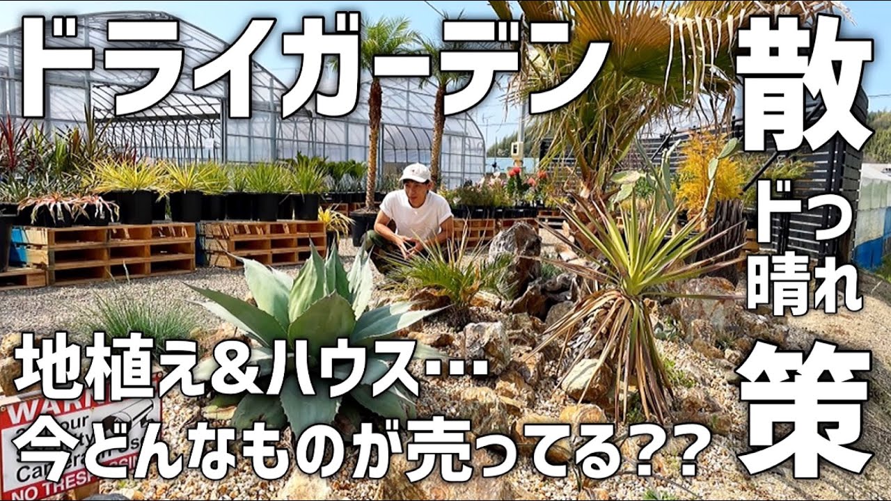 お得な植物盛り沢山のドライガーデン散策!! (in T plants Labo)