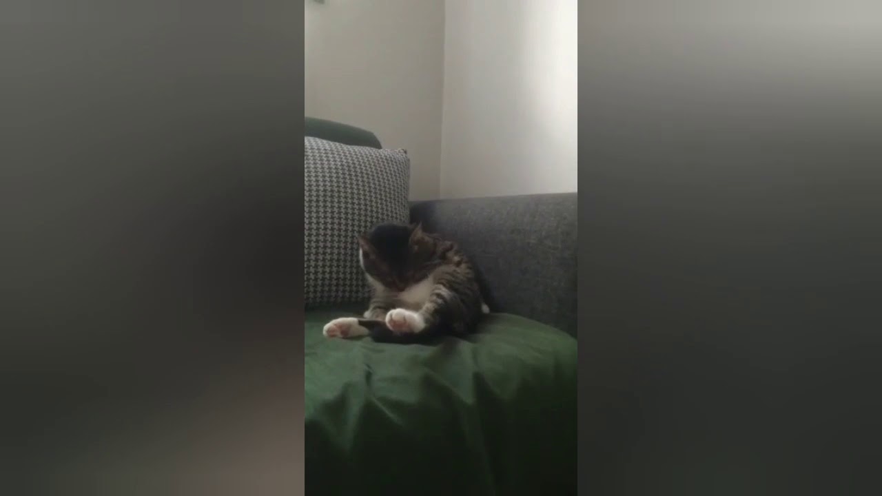 Kedisi evden kaçan,kaybolan dikkat! 