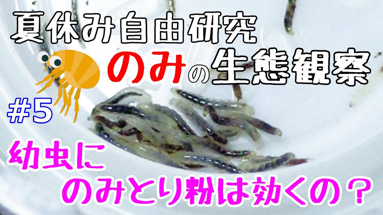 ノミの幼虫って見た事ありますか？　キモチ悪いので、お好きな方だけご覧下さい