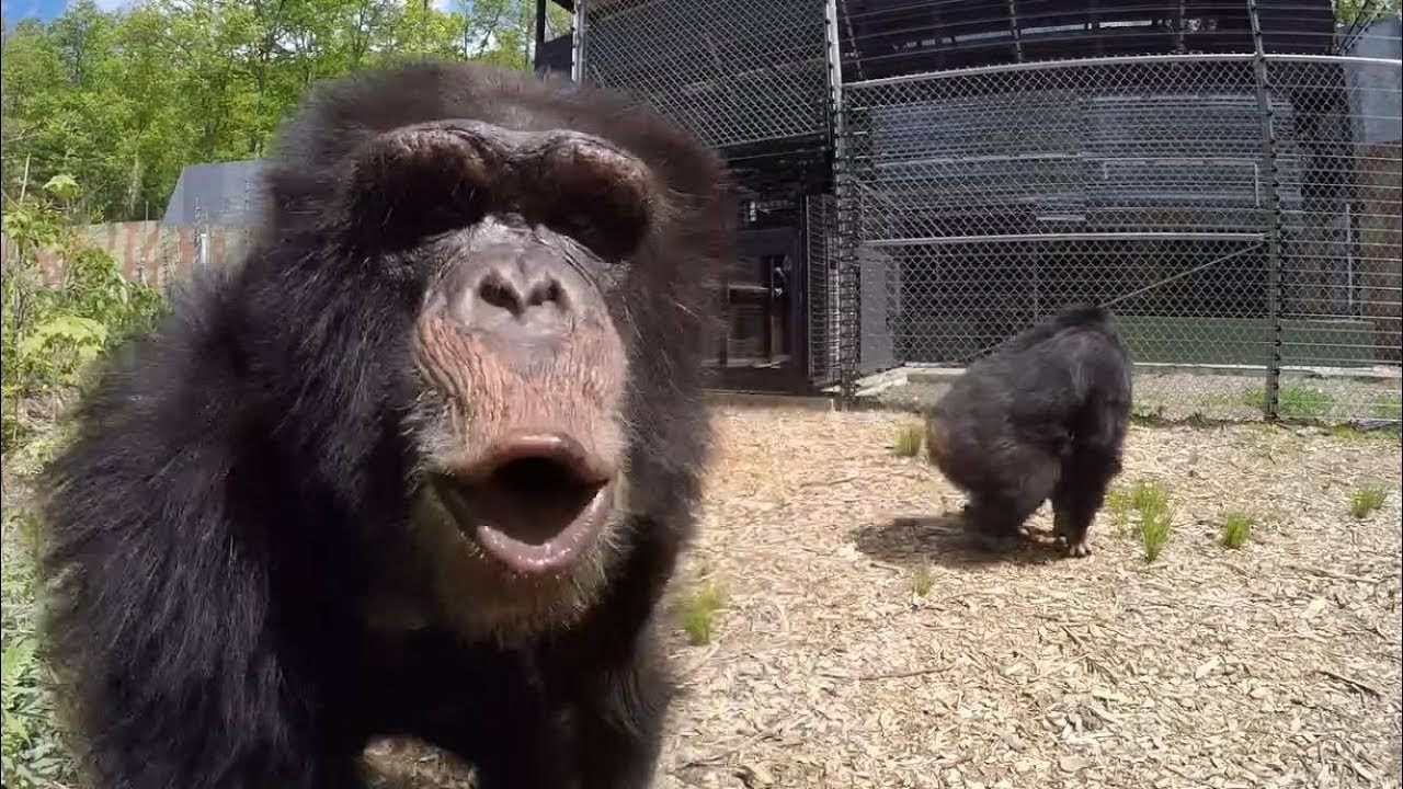 Former Research Chimps go Out in a Forest for the First Time