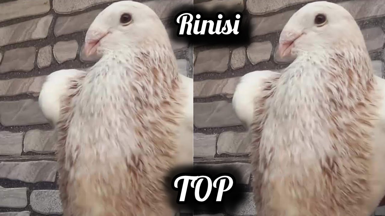 💯💯تولع اخويا مع 🤯الخنيسي دم صافي 💪💪