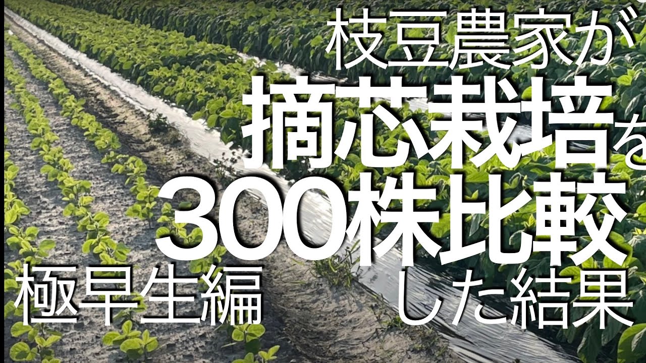 「枝豆栽培」摘芯栽培試してみた結果定植から収穫まで「極早生編」