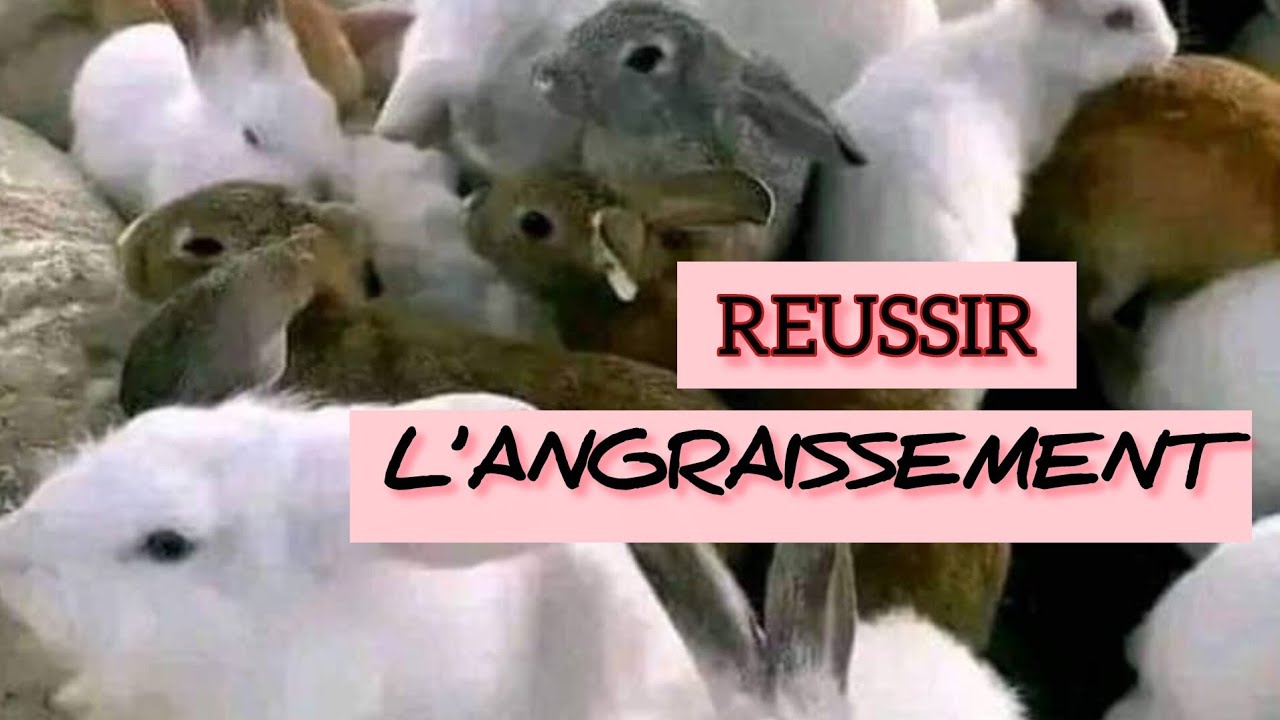 VOICI LES DIMENSIONS NORMALES D’UN CLAPIER D’ENGRAISSEMENT POUR LAPINS