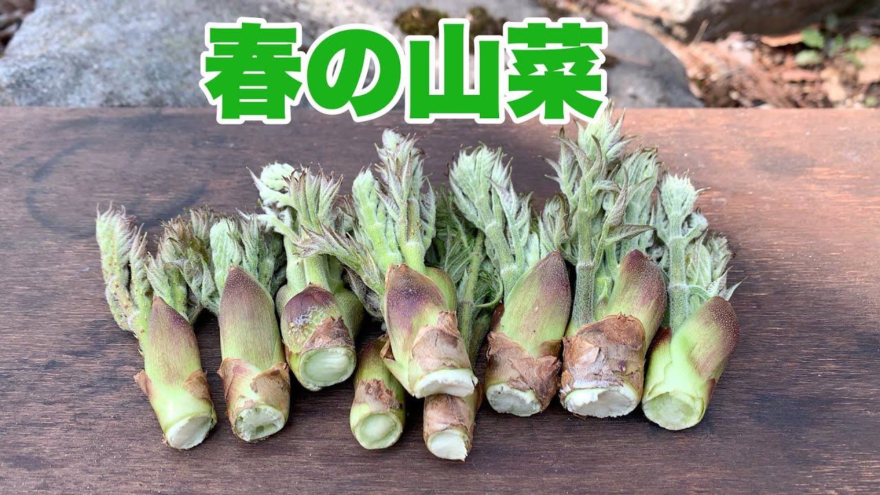 【タラの芽】春の山菜をスウェーデントーチで『天ぷら』