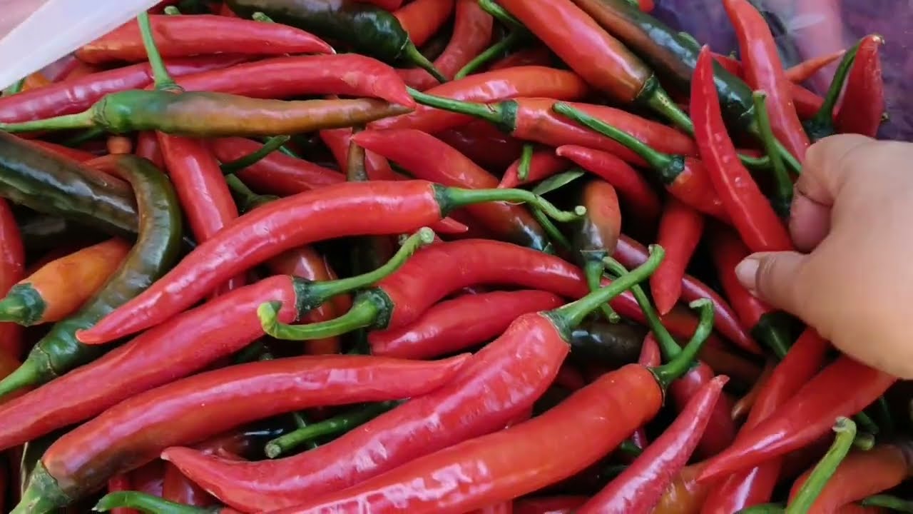 Em đi hái 🌶️ ớt
