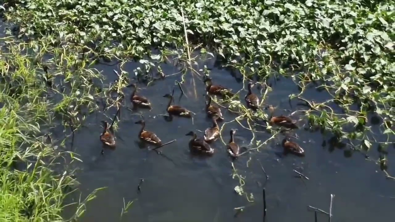 1st drone... mini 2 got hit by a wild duck