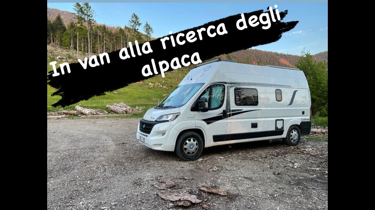 In van alla ricerca degli alpaca