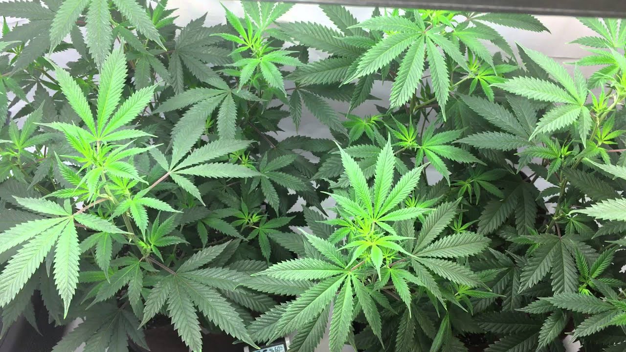 CFL Closet Grow Day 1 Flowering Sinfully Sour