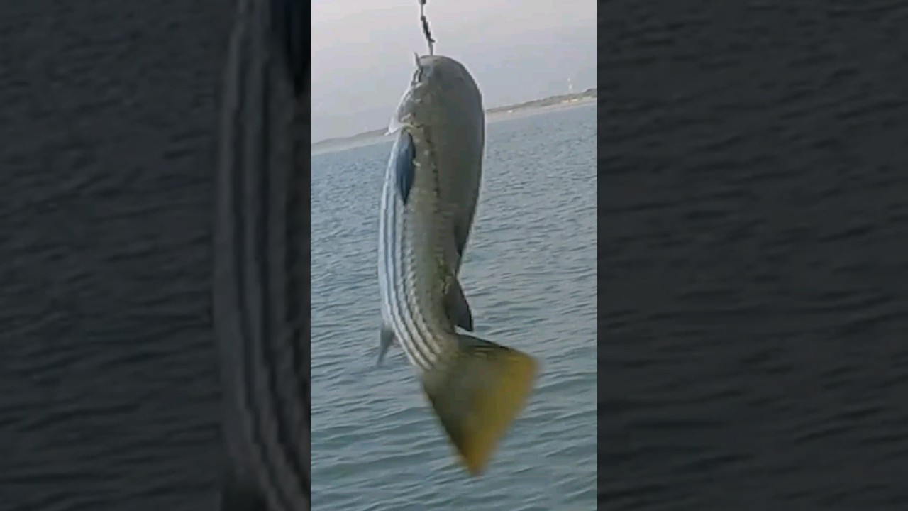 Gini Aja Bikin Senang Hati : Mancing Belanak Ekor Kuning