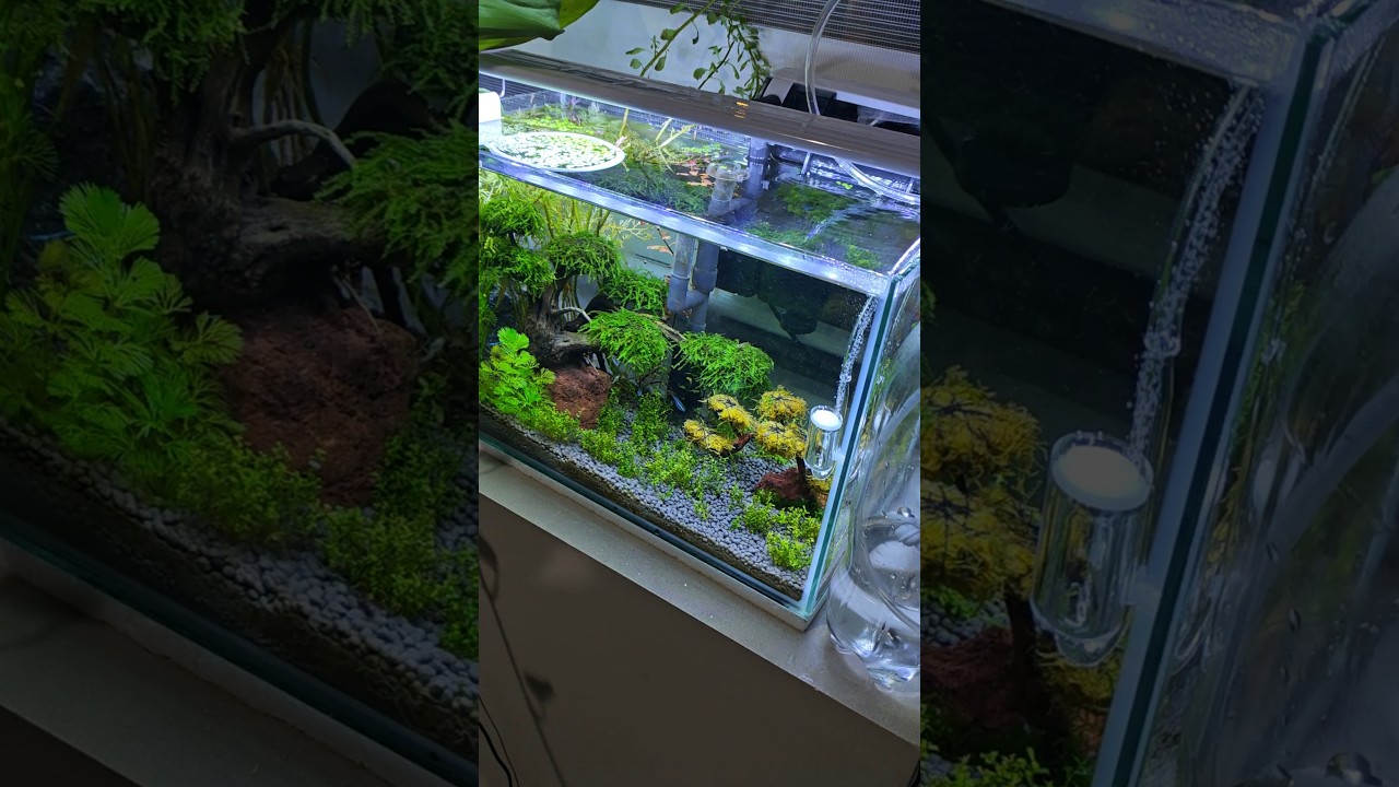 DIY Co2 kit for Aquarium #plantedtanksetup #co2 #diy #aquarium #aquascape