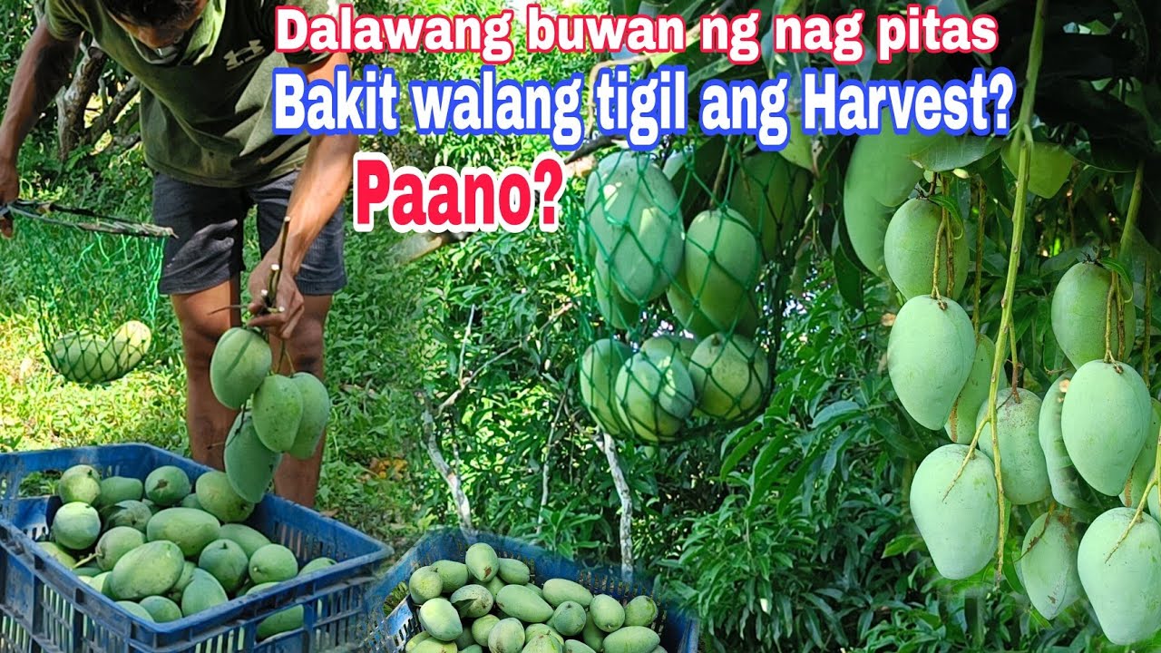 Harvest nanaman di na uubos dalawang buwan na harvest 2nd batch (mango cycle management)