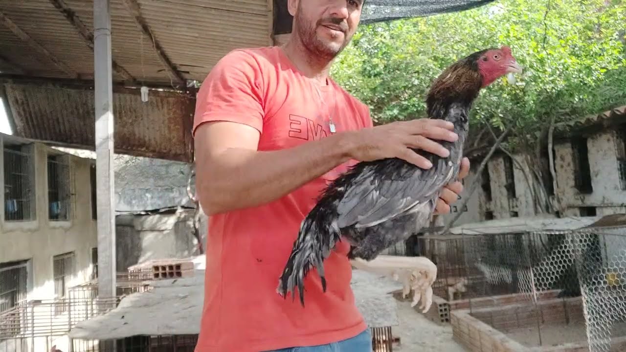A cada 6 meses faça isso com galos e galinhas