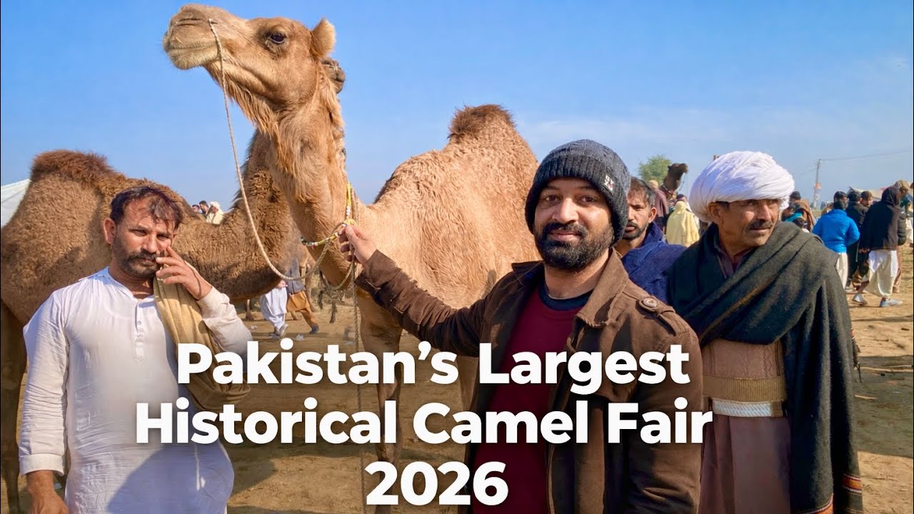 Pakistan’s Largest Historical Camel Fair 2026 | 4K Video | Kalyam Sharif Shrine Pakistan 🇵🇰