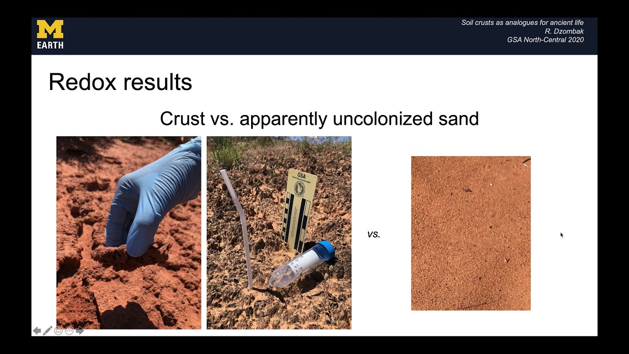 Biological soil crusts as analogues for early life on land