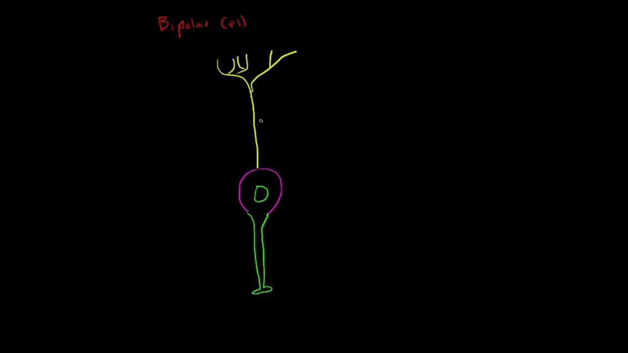 Anatomy of a Neuron: Bipolar Cells