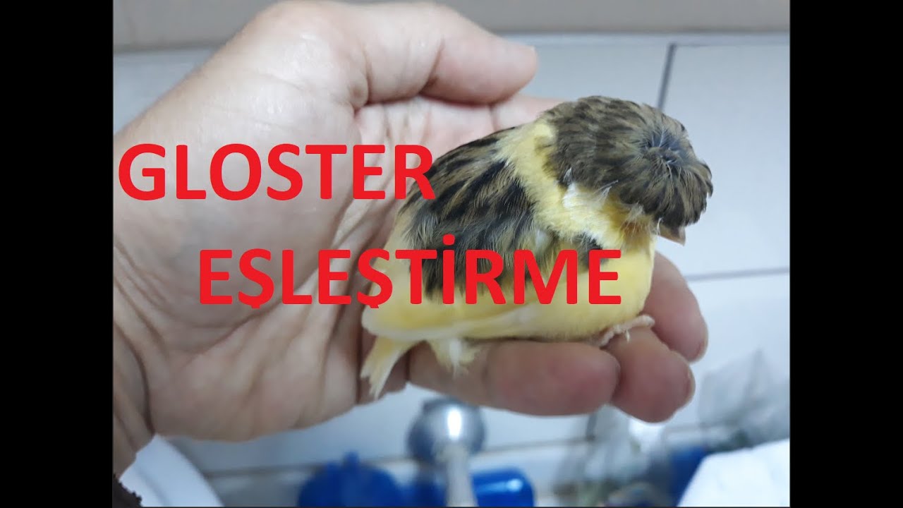 Kanarya Eşleştirme Yeni Bilgiler(Gloster Eşleştirme,Kula Kanarya,İkinci Ağız,Taşıyıcı Erkek)
