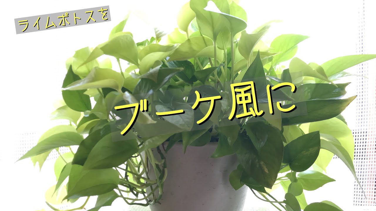ライムポトス。1鉢あると部屋が明るくなりますね