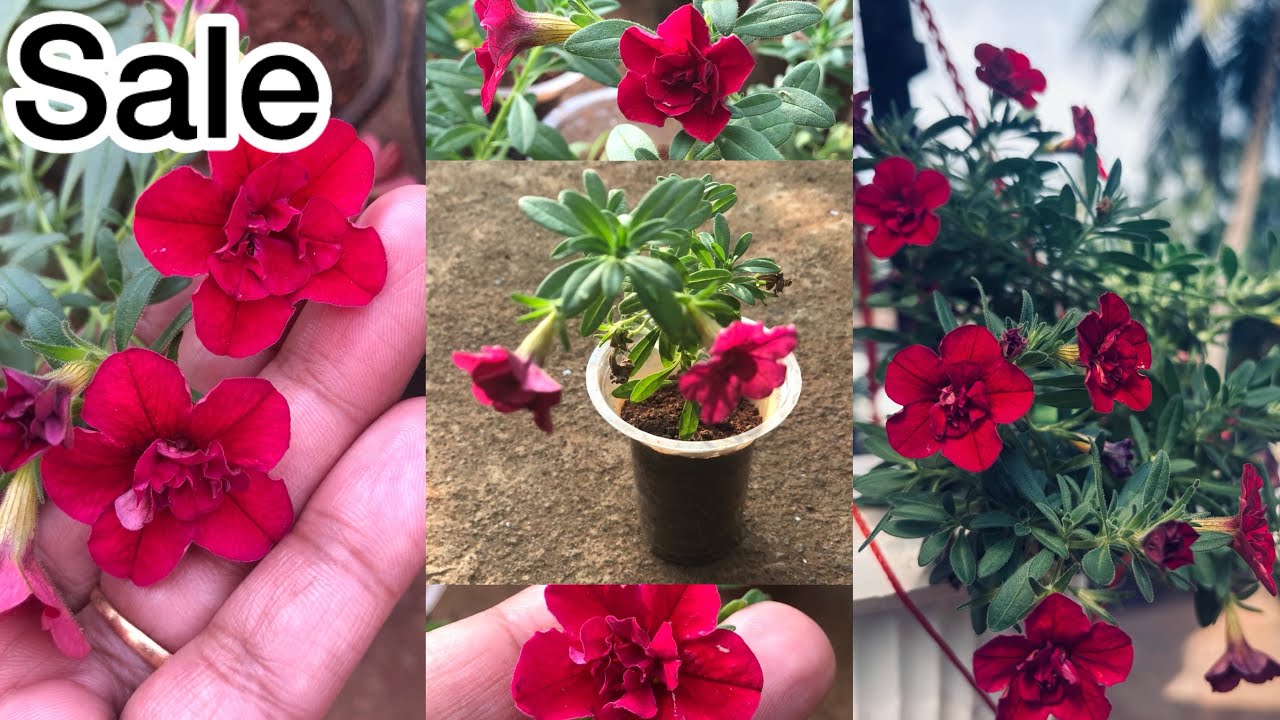Million bells🔔petunia sale| #minipetunia#tidalwavepetuniasale#millionbells#@bloomgardenbg7652 