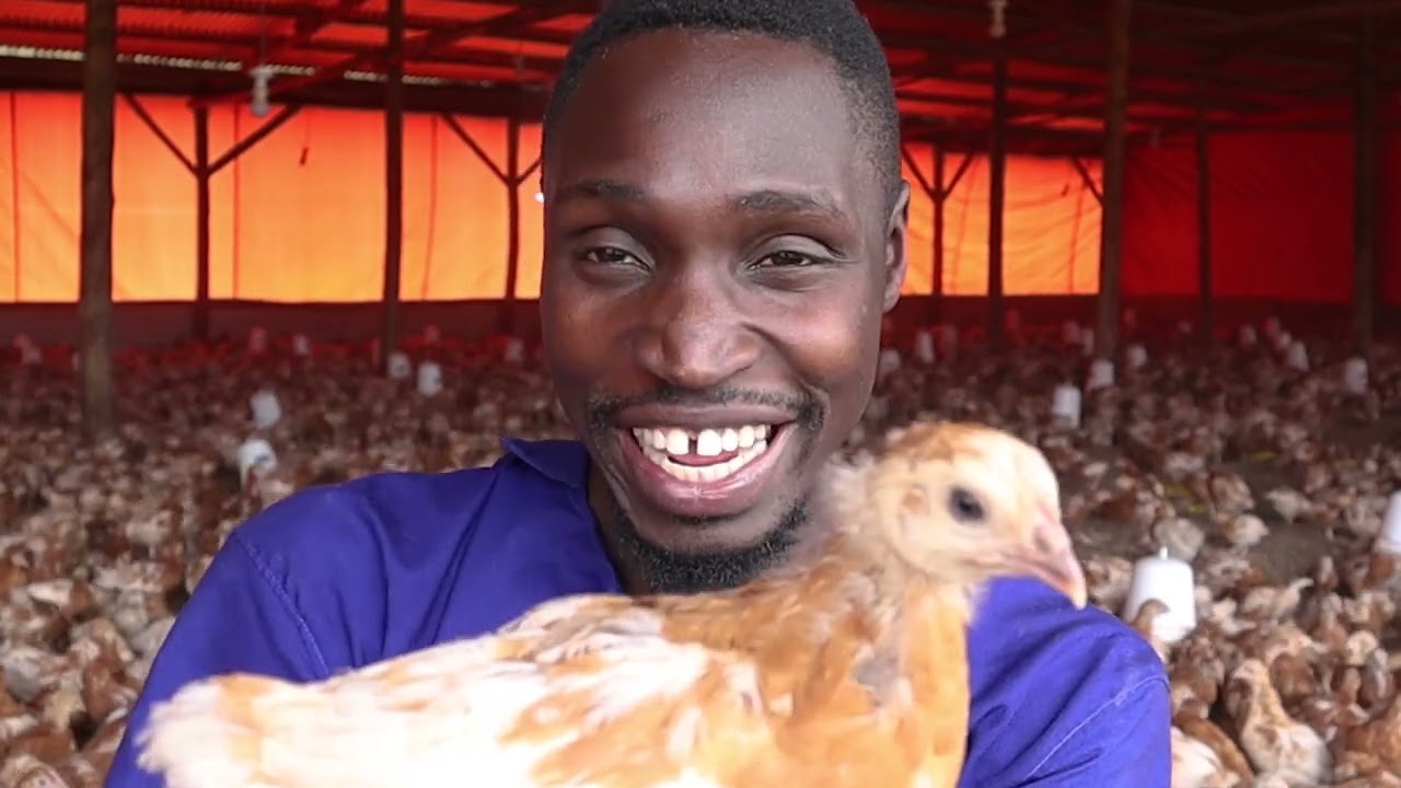 How we are Raising the BEST Layer Chickens