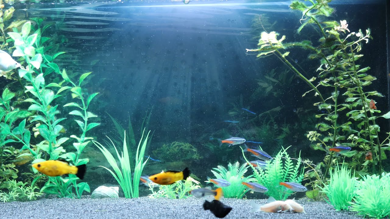 Relaxing Underwater Live Stream | Real Fish Life & Water sound no music
