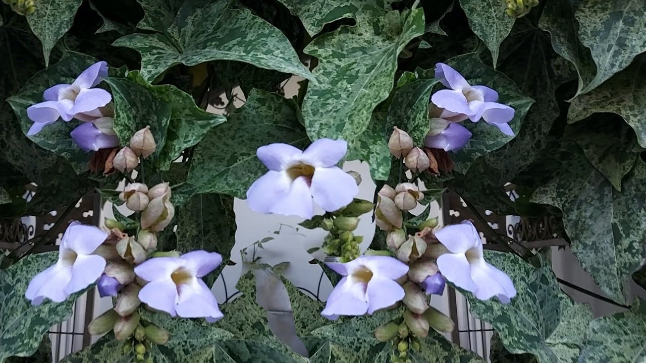 Thunbergia variegata | cara memperbanyak | tips merawat agar bunga banyak