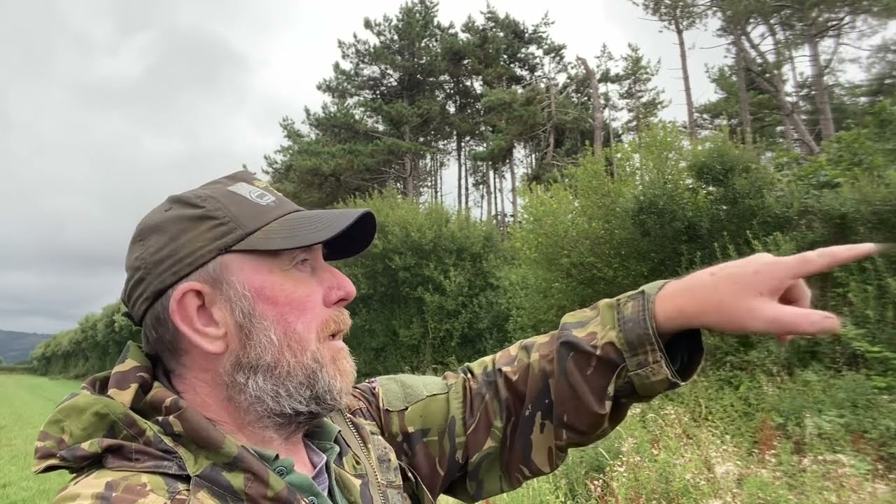 A bit of pigeon shooting by the wood