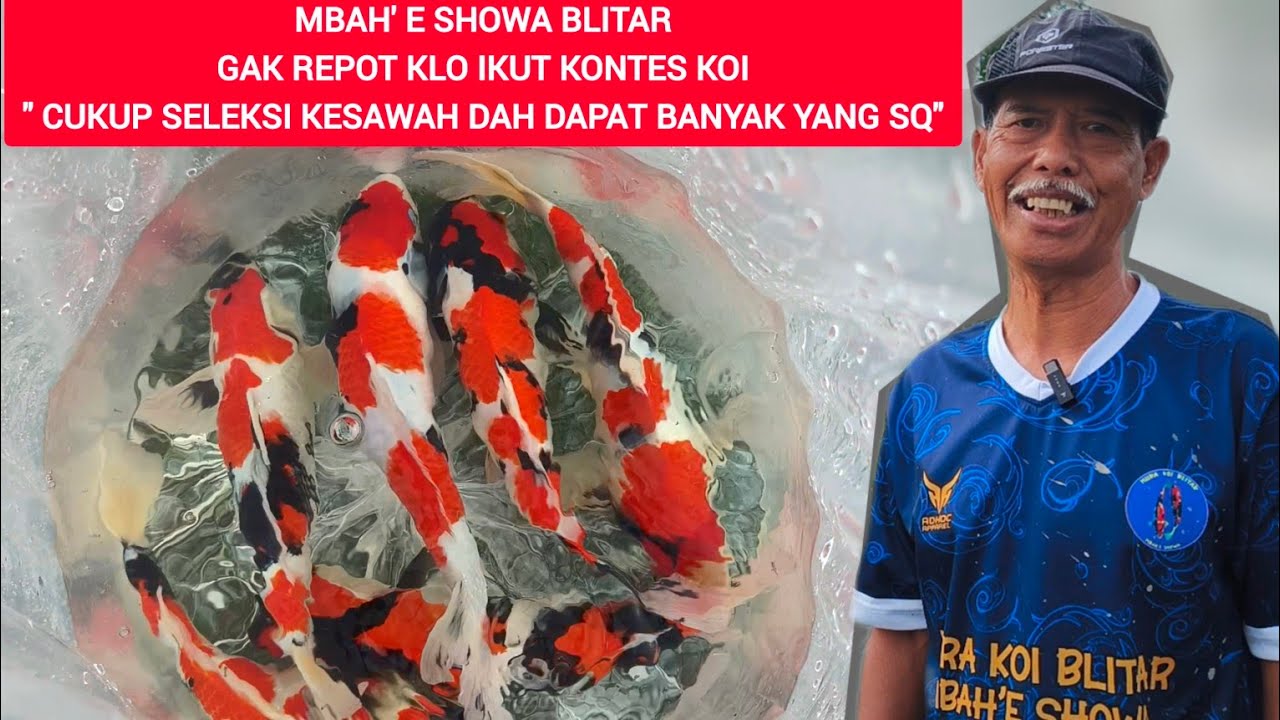 CUKUP SEKALI JARING DAPAT KOI SQ BANYAK BAGET❗KOLAMNYA MBAH' E SHOWA BLITAR MENANG LUAR BIASA