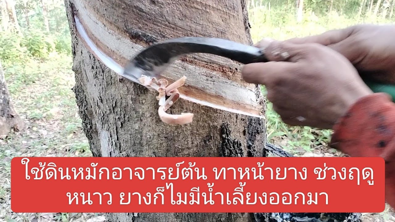 ถึงจะกรีดยางในช่วงหน้าหนาว ยางก็ไม่มีน้ำเลี้ยงออกมา