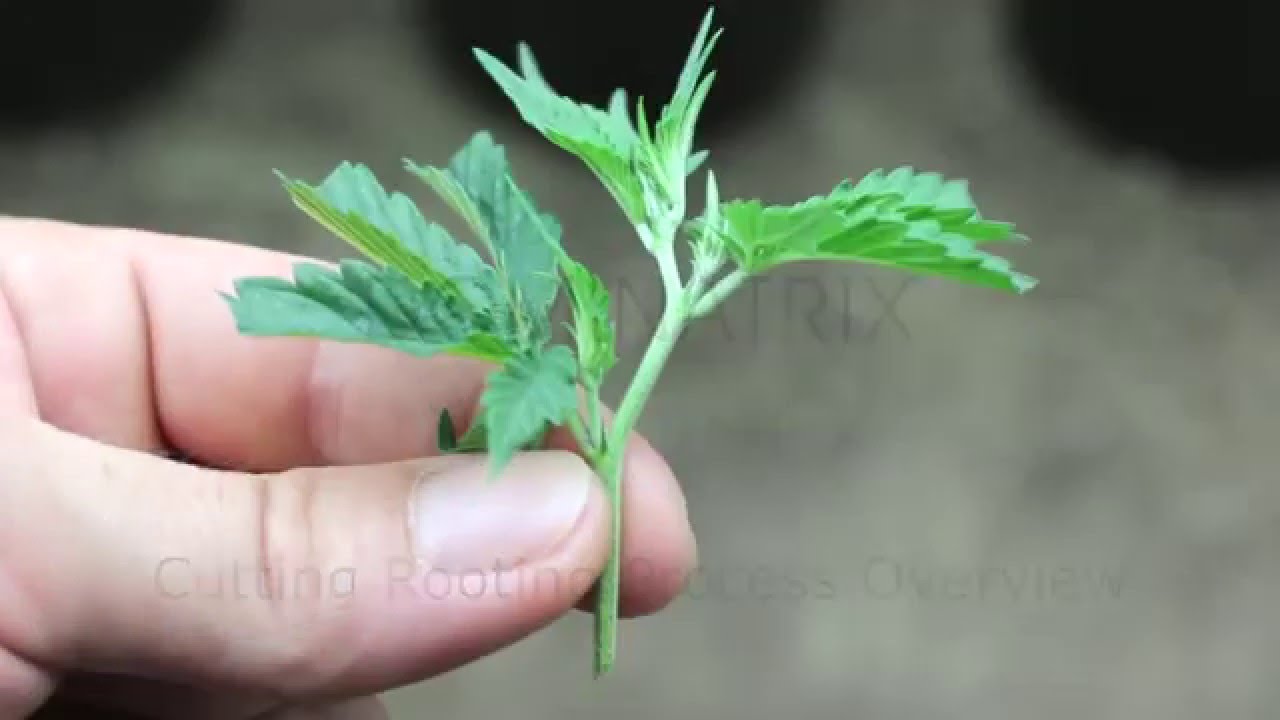 Cannabis Cutting Rooting Process Overview - Dominatrix Genetics