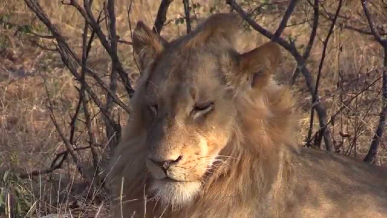 Balule Pride of Lions at Ezulwini Game Lodges