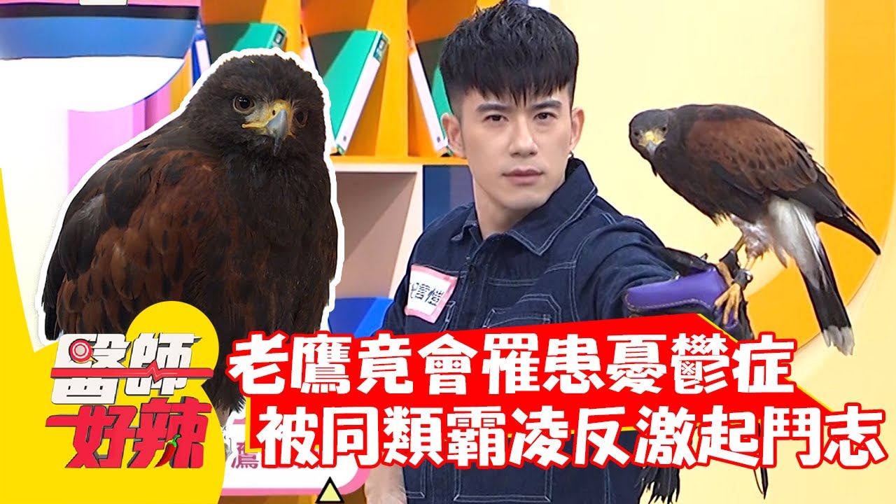 老鷹竟會罹患憂鬱症？被同類霸凌反激起鬥志？！【#醫師好辣】20211214 part4 EP1252 紀言愷 徐瑋吟