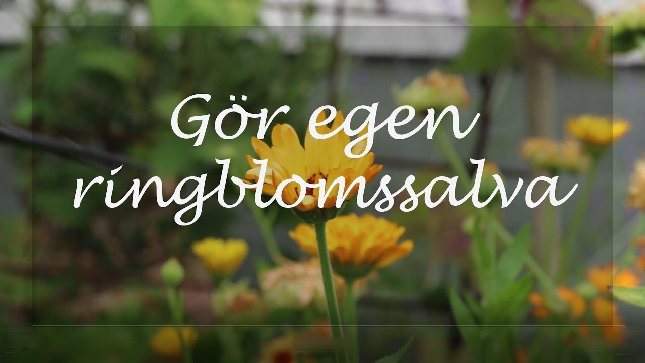 Gör egen ringblomssalva