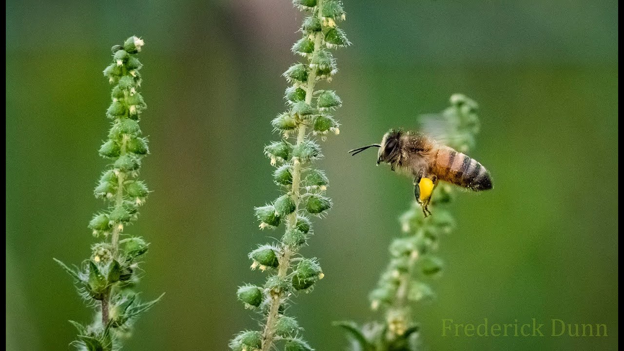 What is a honey bee? This is a Honey Bee! Apis mellifera, The western or European honey bee.