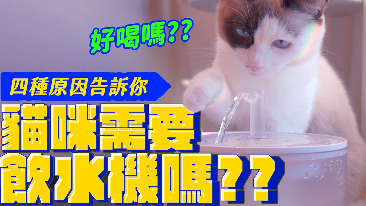 原來貓咪祖先這樣喝水！挑選飲水機需要注意的雷點！｜宇宙猫咪🐾