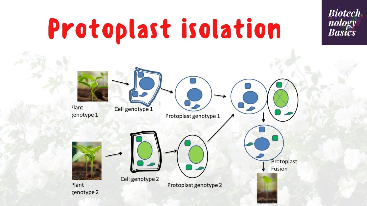 Protoplast isolation  (Protoplast isolation and fusion: Part 1)