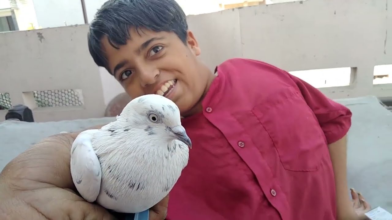 2026 ਲਈ ਕਬੂਤਰਬਾਜੀ ਕਰਤੀ ਸ਼ੁਰੂ ਅੱਜ  ਉੜਾਏ ਕਬੂਤਰ