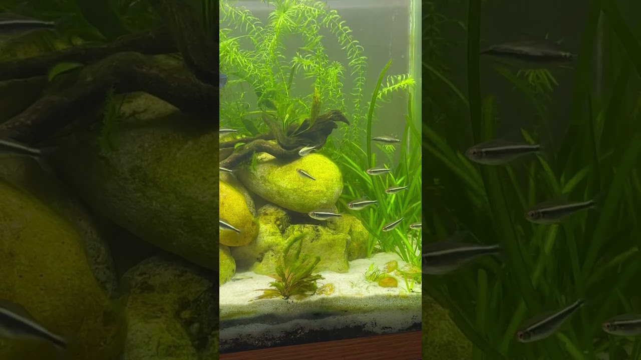 Most Underrated Tetra - Beautiful Schooling Black Neons  #fish #fyp #tetra #plantedtank