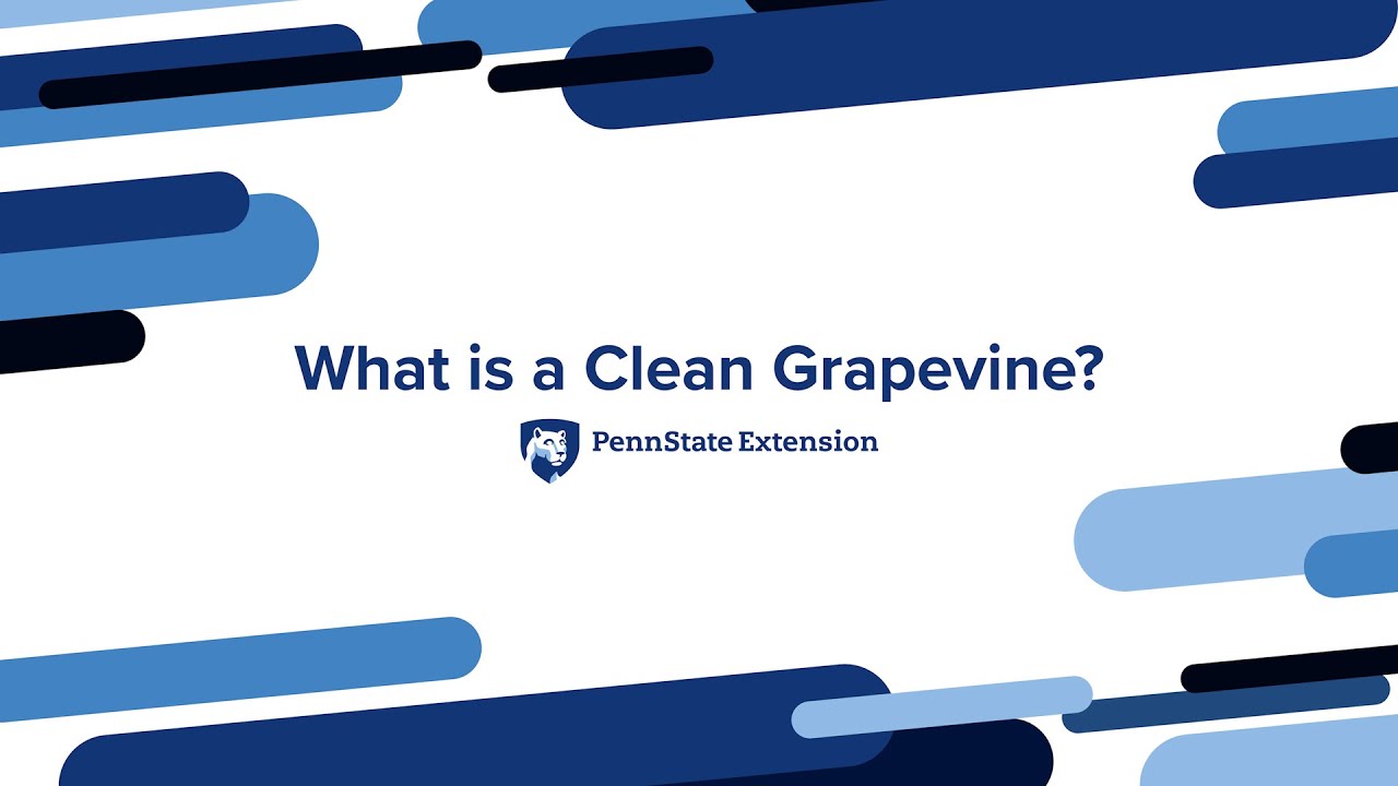 What is a Clean Grapevine?