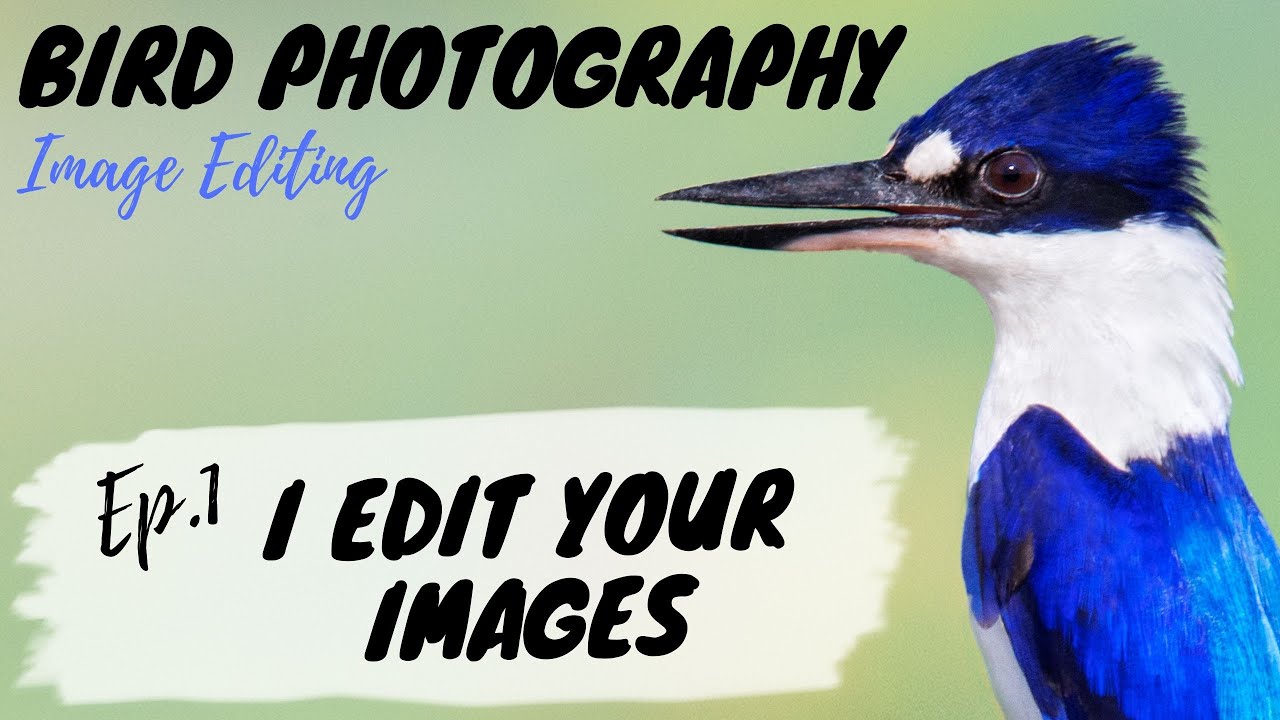 Bird Photography IMAGE EDITING - I Edit YOUR Images Ep. 1 - Jan Wegener