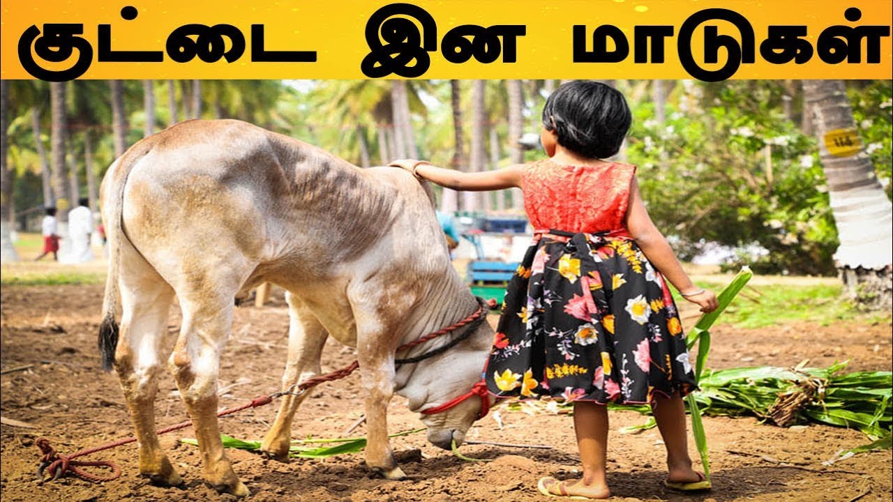இந்திய இனங்கள்ல நாலு ரகங்கள், குட்டை ரகத்தைச் சேர்ந்தவை.இந்த இன மாடுகளும் குள்ளமானவை | kuttai cows