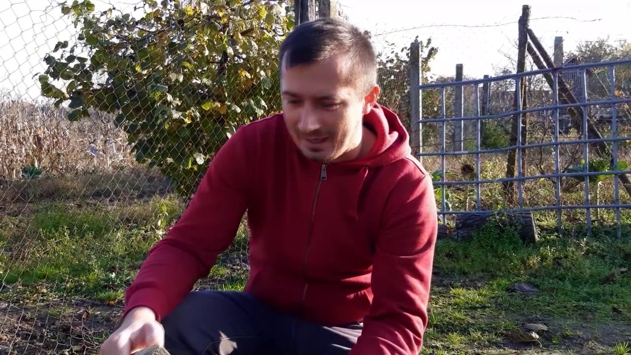 A tigrismogyoró 2. rész (betakarítás)