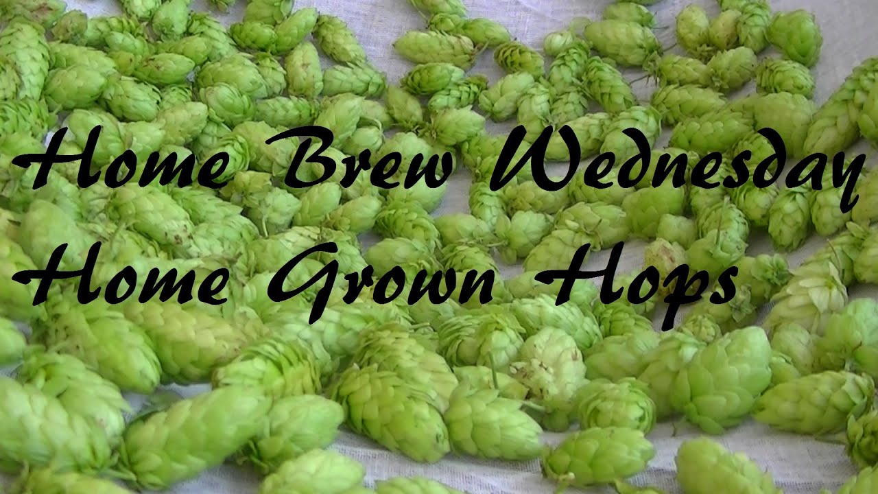 Home Brew Wednesday. Home Grown Fuggles Hops added to a beer kit.