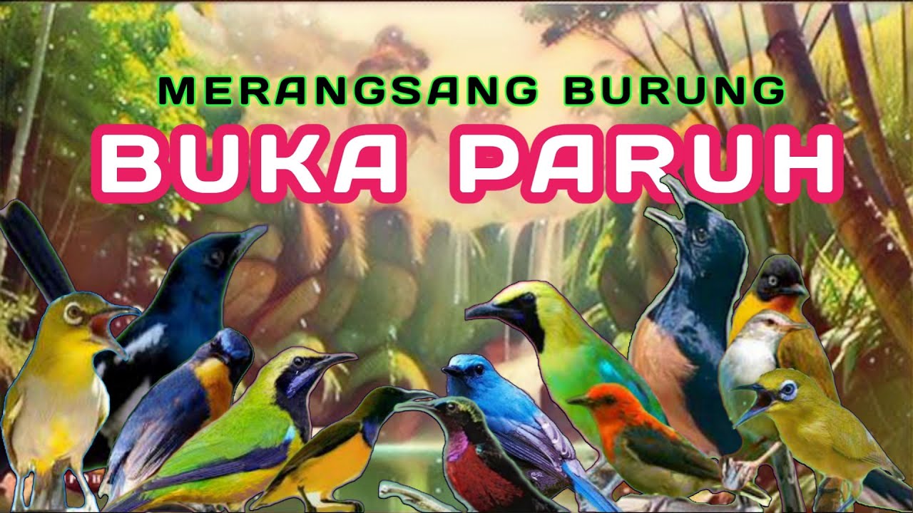 TERAPI PAGI DAN MALAM HARI, TERAPI SEMUA JENIS BURUNG KECIL , TERAPI BURUNG MACET BUNYI, Maret 2024